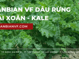 Cải xoăn Kale và những công dụng thần kỳ cho sức khỏe mà ít người được biết - Lanbian Vf Dâu Rừng