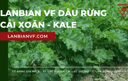 Cải xoăn Kale và những công dụng thần kỳ cho sức khỏe mà ít người được biết - Lanbian Vf Dâu Rừng