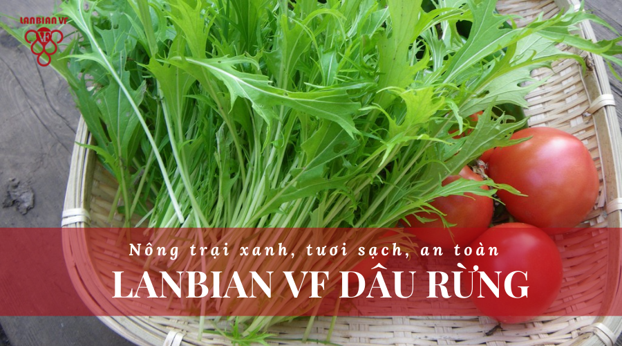 Rau mù tạt vẫn là một loại thực phẩm khá mới ở Việt Nam